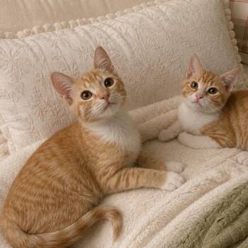 Mila -  Domestic Short Hair Cat for Adoption in Tustin, California - Mila | PetCurious
