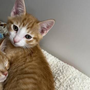 Domestic Short Hair Cats Available for Adoption - Banana | PetCurious