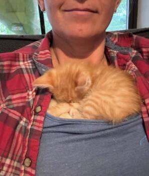 STEWIE -  Tabby Cat for Adoption in Palmdale, California - STEWIE | PetCurious