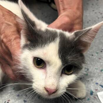 Kiril -  Domestic Short Hair Cat Available for Adoption in Lenexa, Kansas - Kiril | PetCurious
