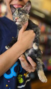 Helen -  Tortoiseshell Cat for Adoption in Hamilton, Ontario - Helen | PetCurious