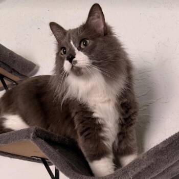 Domestic Long Hair Cats Available for Adoption in Layton, Utah - Hex | PetCurious