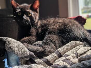 Hemlock -  Domestic Short Hair Cat for Adoption in Gorham, Maine - Hemlock | PetCurious