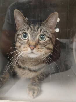 American Shorthair Cats Available for Adoption in Greenfield, Indiana - Artie | PetCurious