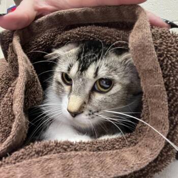Noche -  Domestic Long Hair Cat for Adoption in Murray, Utah - Noche | PetCurious