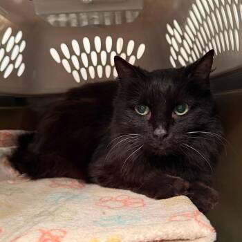 Domestic Medium Hair Cats Available for Adoption - Della | PetCurious