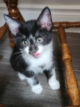 Tuxedo Cats Available for Adoption in London, Ontario - Storm 10weeks | PetCurious