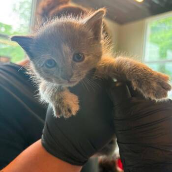 Dolly (pending) -  Domestic Short Hair Cat for Adoption in Huntington, West Virginia - Dolly (pending) | PetCurious