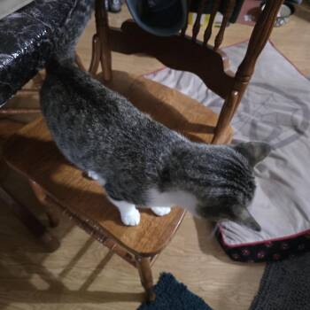 Zazzles -  Domestic Short Hair Cat for Adoption in Buffalo, Minnesota - Zazzles | PetCurious