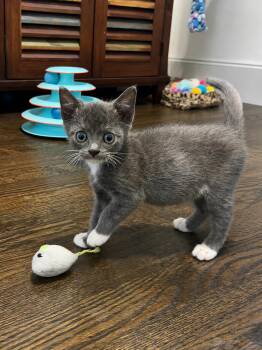 Finn -  Domestic Short Hair and Tuxedo Cat for Adoption in Plano, Texas - Finn | PetCurious