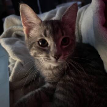 Kyle -  Domestic Short Hair Cat for Adoption in Fairfax Station, Virginia - Kyle | PetCurious