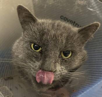 Domestic Short Hair Cats Available for Adoption - Mr. Baby II | PetCurious