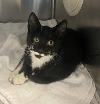 Kenora -  Domestic Short Hair Cat for Adoption in Chamblee, Georgia - Kenora | PetCurious