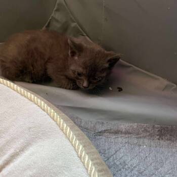 Rescue Domestic Short Hair Cats for Adoption in Woodstock, Virginia - Audrey Miller | PetCurious