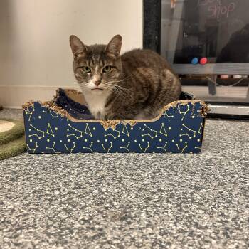 Domestic Short Hair Cats Available for Adoption - Abbey (Bonded With Jade) | PetCurious