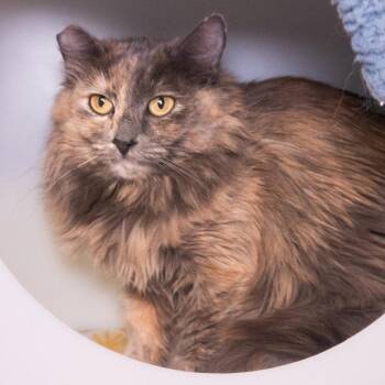 Domestic Short Hair Cats Available for Adoption in Seattle, Washington - Scout (and Saleo) | PetCurious