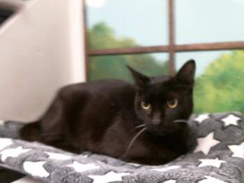 KANGURO -  Domestic Short Hair Cat for Adoption in Houston, Texas - KANGURO | PetCurious