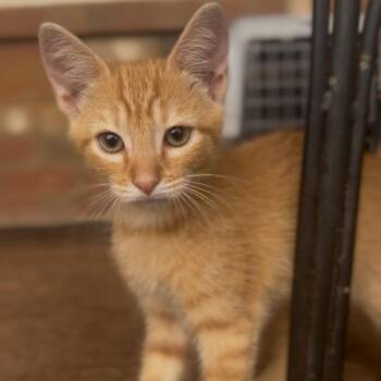 George -  Domestic Short Hair Cat for Adoption in Huntsville, Alabama - George | PetCurious
