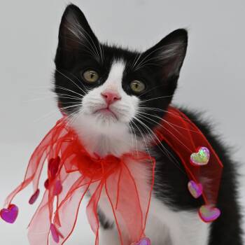 Tuxedo Cats Available for Adoption in Mobile, Alabama - Ronny | PetCurious