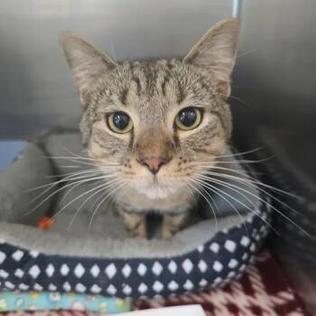 Hiccup -  Domestic Short Hair Cat for Adoption in Winthrop, Maine - Hiccup | PetCurious