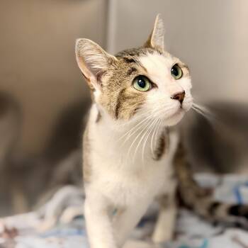 Darla -  Domestic Short Hair Cat for Adoption in Stafford Township, New Jersey - Darla | PetCurious