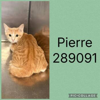 PIERRE -  Domestic Short Hair Cat for Adoption in Macon, Georgia - PIERRE | PetCurious