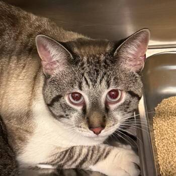 Simba -  Domestic Short Hair Cat for Adoption in Lakewood, Colorado - Simba | PetCurious