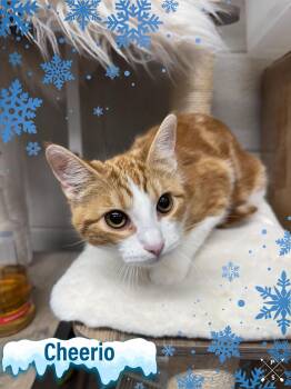 Rescue American Shorthair Cats for Adoption in Bowie, Texas - Cheerio | PetCurious