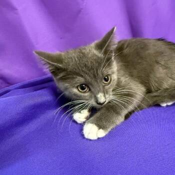 Zenith -  Domestic Medium Hair Cat for Adoption in North Myrtle Beach, South Carolina - Zenith | PetCurious