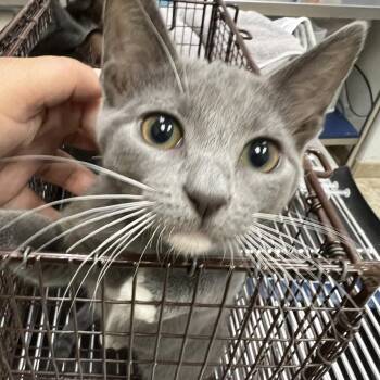 Pebbles -  Domestic Medium Hair Cat for Adoption in Galveston, Texas - Pebbles | PetCurious