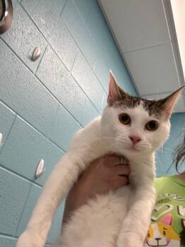 Domestic Short Hair Cats Available for Adoption - Zandi | PetCurious