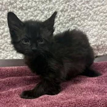Rescue Domestic Short Hair Cats for Adoption in Lampasas, Texas - Mahi Mahi | PetCurious
