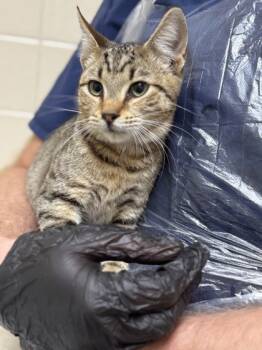 Rescue Domestic Short Hair Cats for Adoption in San Antonio, Texas - Lil Nibbles | PetCurious