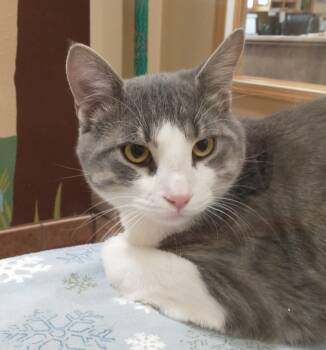 Domestic Short Hair Cats Available for Adoption - Drake | PetCurious