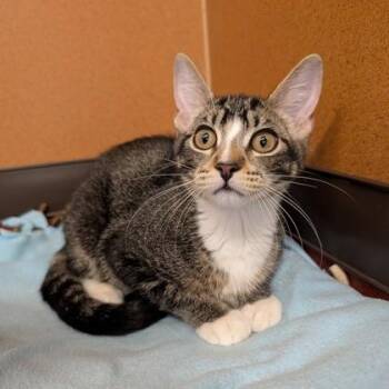 Dolphin -  Domestic Short Hair Cat for Adoption in Rochester, Minnesota - Dolphin | PetCurious