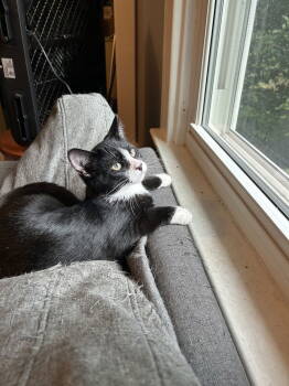 Rescue Domestic Short Hair Cats for Adoption in Ellicott City, Maryland - Inigo Aka Simon | PetCurious