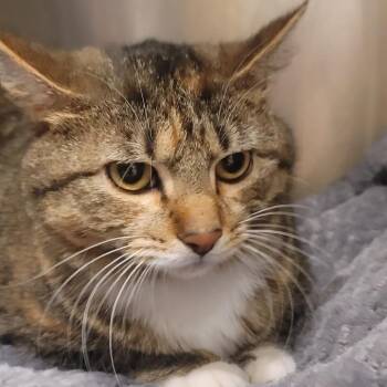 Domestic Short Hair Cats Available for Adoption in Tipton, Indiana - Daja | PetCurious