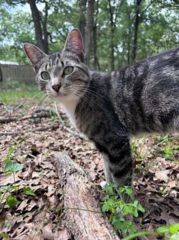 Domestic Short Hair Cats Available for Adoption in Allen, Texas - Puss In Boots (PreAdoption ONLY) | PetCurious