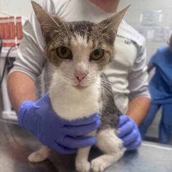 Browne -  Domestic Short Hair Cat for Adoption in Clanton, Alabama - Browne | PetCurious