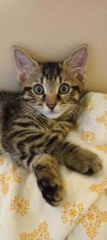Atlas -  Domestic Short Hair Cat for Adoption in Milton, Delaware - Atlas | PetCurious