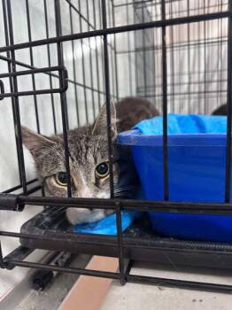 Holston -  Domestic Short Hair Cat for Adoption in East Montpelier, Vermont - Holston | PetCurious