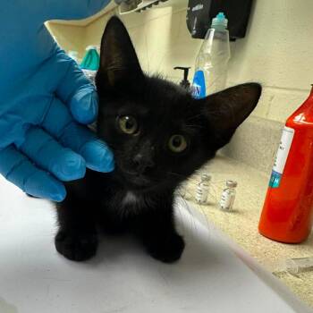 Dude 26-06-130 -  Domestic Short Hair Cat for Adoption in Bastrop, Texas - Dude 26-06-130 | PetCurious