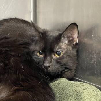 Reese -  Domestic Medium Hair and Domestic Short Hair Cat for Adoption in Fort Worth, Texas - Reese | PetCurious