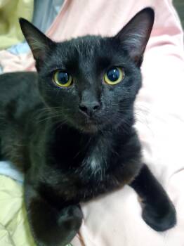 Rescue American Shorthair and Siamese Cats for Adoption in Gladwin, Michigan - Rose (& Redd)? | PetCurious