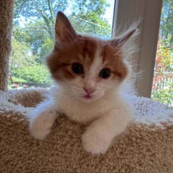 Pringle -  Domestic Short Hair Cat for Adoption in West Olive, Michigan - Pringle | PetCurious