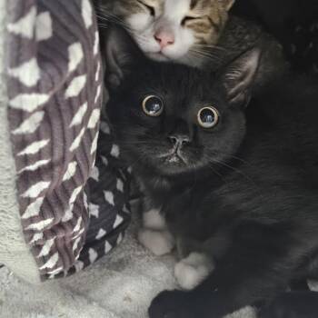 Orville -  Domestic Short Hair Cat for Adoption in Ridgely, Maryland - Orville | PetCurious