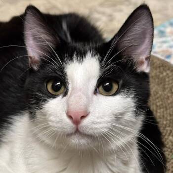 Billy Joel -  Domestic Short Hair Cat for Adoption in Crystal Lake, Illinois - Billy Joel | PetCurious