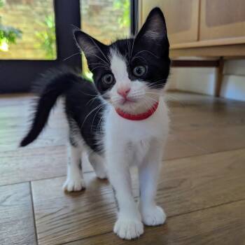 Domestic Short Hair Cats Available for Adoption in Houston, Texas - Mike | PetCurious
