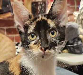 Storm 5148 -  Domestic Short Hair Cat for Adoption in Bonsall, California - Storm 5148 | PetCurious