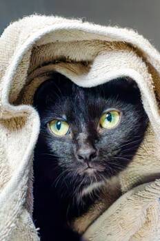 Licorice -  Domestic Short Hair Cat for Adoption in Oakville, Ontario - Licorice | PetCurious